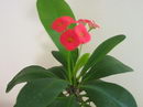 Christ Plant